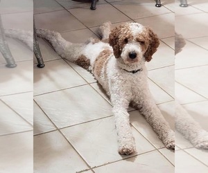 Poodle (Standard) Litter for sale in LEHIGHTON, PA, USA