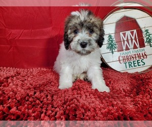 Bernedoodle (Miniature) Litter for sale in COLORADO SPRINGS, CO, USA
