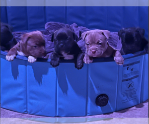 American Bully Litter for sale in DAMASCUS, MD, USA