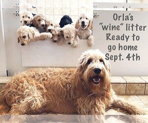 Goldendoodle Litter for sale in HESPERIA, CA, USA