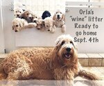 Small Photo #1 Goldendoodle Puppy For Sale in HESPERIA, CA, USA