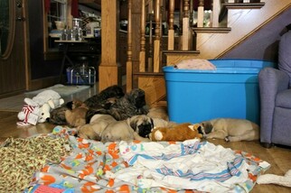 Mastiff Litter for sale in SUGARCREEK, OH, USA
