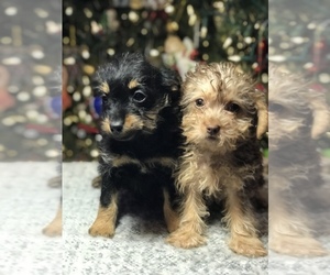 YorkiePoo Litter for sale in BOWLING GREEN, KY, USA
