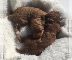 Small Photo #1 English Cocker Spaniel-Poodle (Miniature) Mix Puppy For Sale in SALEM, MO, USA