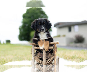 Medium Miniature Australian Shepherd