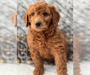 Goldendoodle-Poodle (Miniature) Mix Litter for sale in FORT PLAIN, NY, USA