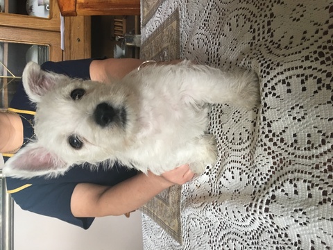 Medium Photo #1 West Highland White Terrier Puppy For Sale in FORT WAYNE, IN, USA