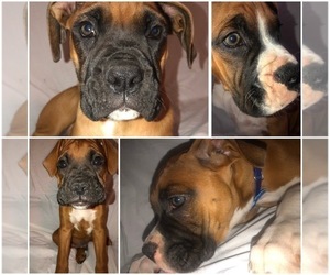 Boxer Litter for sale in PORT RICHEY, FL, USA