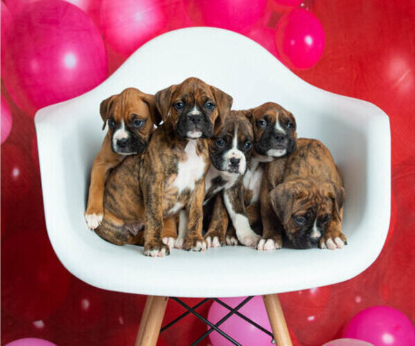 Medium Photo #1 Boxer Puppy For Sale in VICI, OK, USA