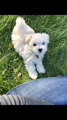 Maltese Litter for sale in MUSCATINE, IA, USA