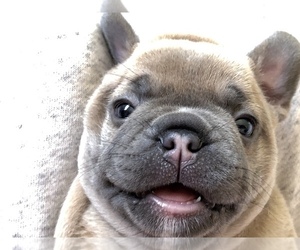 French Bulldog Litter for sale in APTOS, CA, USA