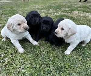 Labradoodle Litter for sale in MADERA, CA, USA