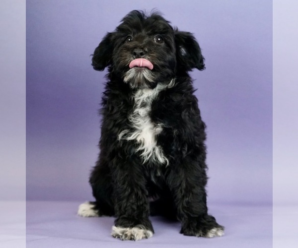 Medium Photo #1 Morkie-Poodle (Miniature) Mix Puppy For Sale in WARSAW, IN, USA