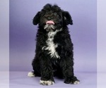 Small Photo #1 Morkie-Poodle (Miniature) Mix Puppy For Sale in WARSAW, IN, USA