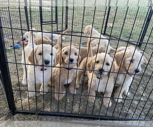 Labradoodle Litter for sale in HARRISONVILLE, MO, USA