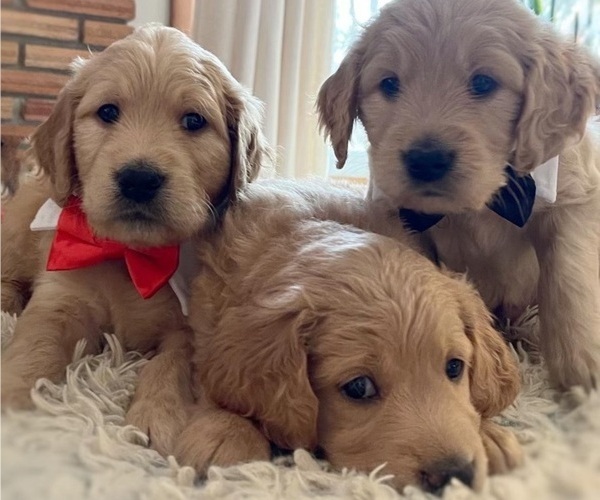 Medium Photo #1 Goldendoodle Puppy For Sale in BLOOMFIELD HILLS, MI, USA