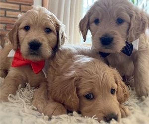 Goldendoodle Litter for sale in BLOOMFIELD HILLS, MI, USA