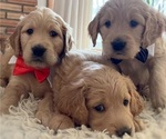 Small Photo #1 Goldendoodle Puppy For Sale in BLOOMFIELD HILLS, MI, USA