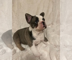 French Bulldog Litter for sale in SEBRING, FL, USA