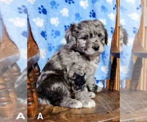 Aussiedoodle Miniature  Litter for sale in NAPPANEE, IN, USA