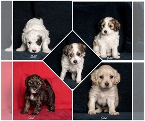 Morkie-Poodle (Miniature) Mix Litter for sale in LOS ANGELES, CA, USA