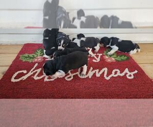 Beagle Litter for sale in HONDO, TX, USA