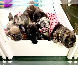 French Bulldog Litter for sale in LAPEER, MI, USA