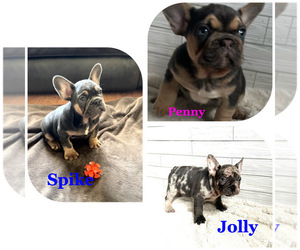 French Bulldog Litter for sale in CERES, CA, USA