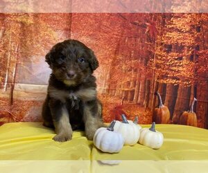 Aussiedoodle Litter for sale in TURLOCK, CA, USA