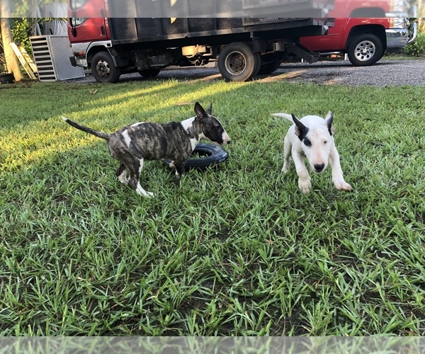 Medium Photo #1 Bull Terrier Puppy For Sale in NAPLES, FL, USA
