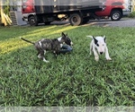 Small Photo #1 Bull Terrier Puppy For Sale in NAPLES, FL, USA