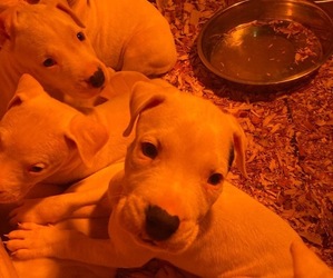 Dogo Argentino Litter for sale in HAINES CITY, FL, USA