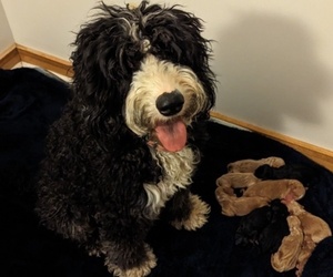 Sheepadoodle Litter for sale in INDEPENDENCE, MO, USA