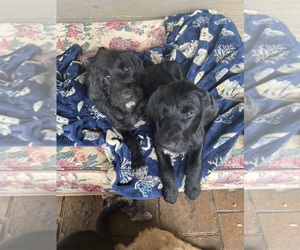 Labrador Retriever-Wirehaired Pointing Griffon Mix Litter for sale in IVA, SC, USA