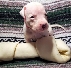 Dogo Argentino Litter for sale in PINEVILLE, MO, USA
