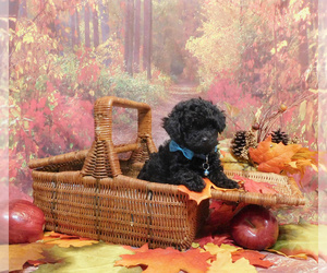 Poodle (Toy) Litter for sale in OSCEOLA, MO, USA