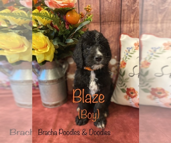 Medium Photo #1 Goldendoodle Puppy For Sale in SAINT CLOUD, MN, USA