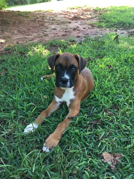 Medium Photo #1 Boxer Puppy For Sale in WESTMINSTER, SC, USA