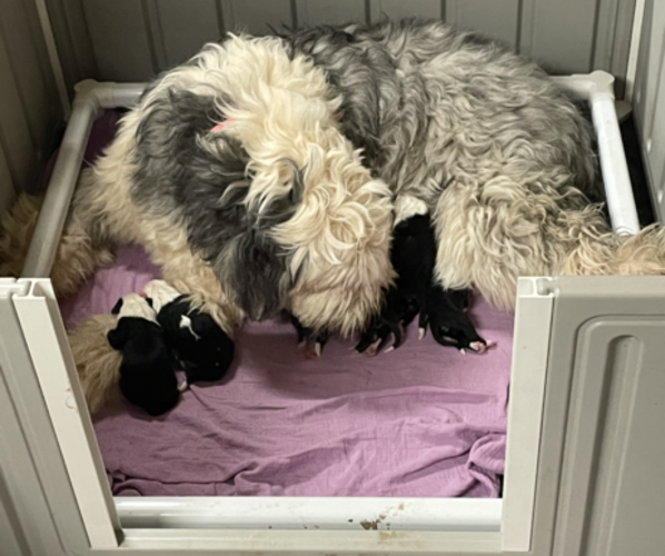 Medium Photo #1 Old English Sheepdog Puppy For Sale in STILLWATER, OK, USA