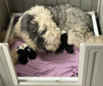 Small Photo #1 Old English Sheepdog Puppy For Sale in STILLWATER, OK, USA