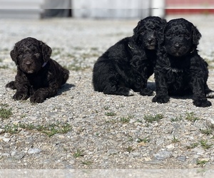 Australian Labradoodle Litter for sale in RICHMOND, IN, USA