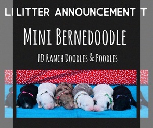 Miniature Bernedoodle Litter for sale in GROVETON, TX, USA