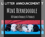 Small Miniature Bernedoodle