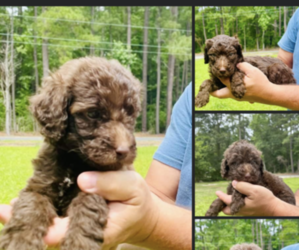 Labradoodle Litter for sale in TIMMONSVILLE, SC, USA