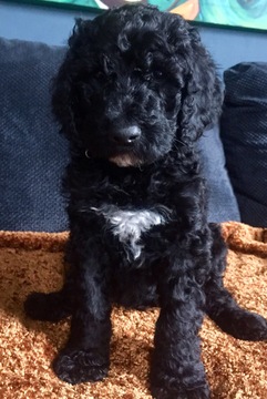 Medium Photo #1 Poodle (Standard) Puppy For Sale in ARCADIA, IN, USA