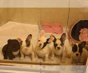 French Bulldog Litter for sale in ARCADIA, CA, USA