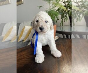 Sheepadoodle Litter for sale in MERIDIAN, ID, USA
