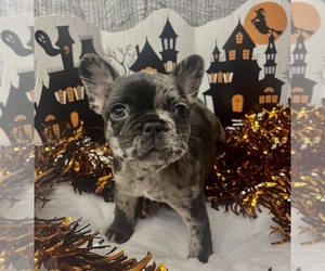 French Bulldog Litter for sale in LOWRY CITY, MO, USA