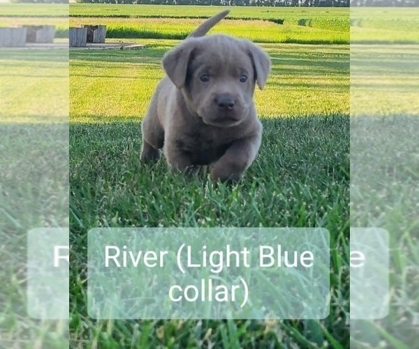 Medium Photo #1 Labrador Retriever Puppy For Sale in PAXTON, IL, USA