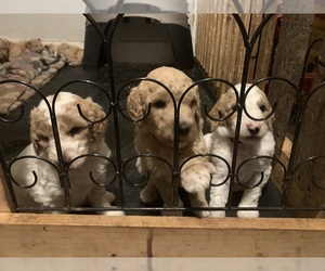 Goldendoodle Litter for sale in HOUSEVILLE, NY, USA